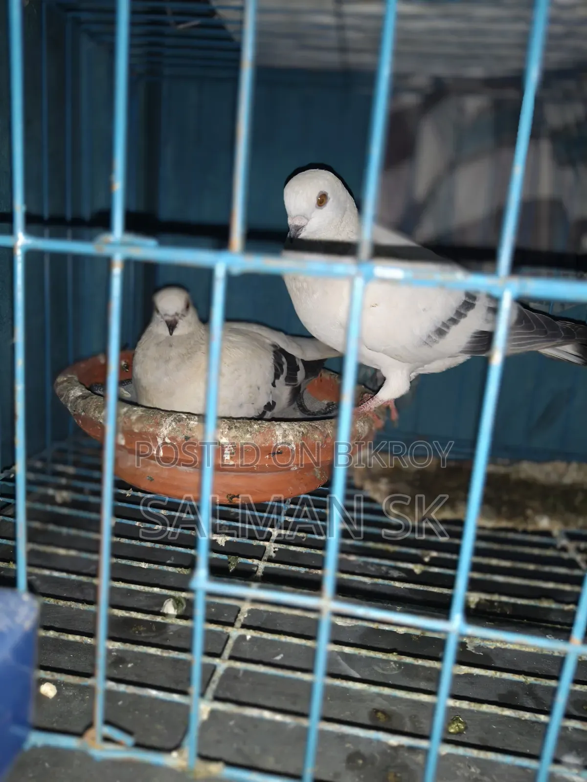 Damascene Pigeon Pair for Sale