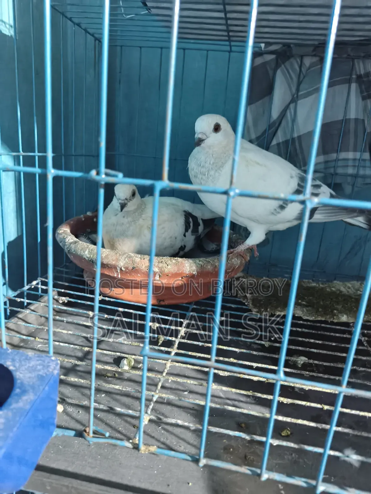 Damascene Pigeon Pair for Sale