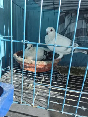 Damascene Pigeon Pair for Sale