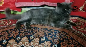 1+ year Female Mixed Breed Bengal