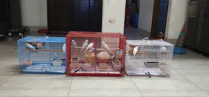 Budgerigar Birds