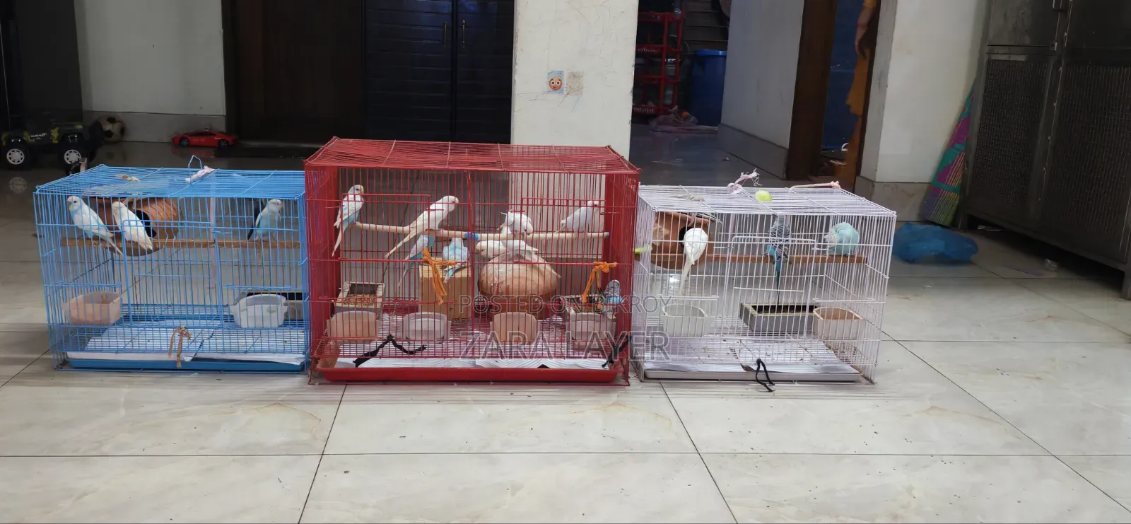 Budgerigar Birds