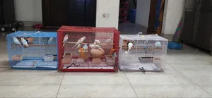 Budgerigar Birds