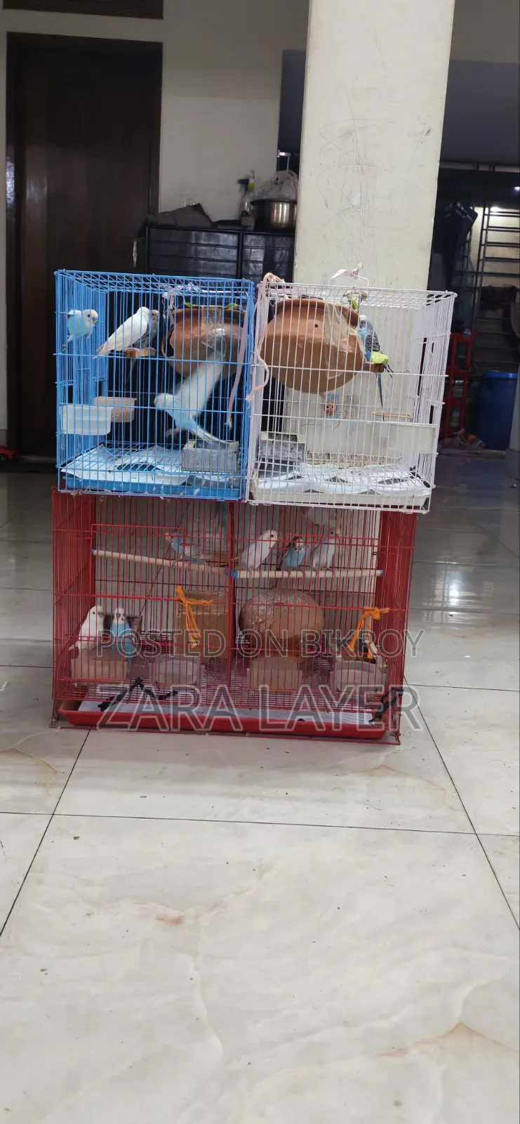 Budgerigar Birds