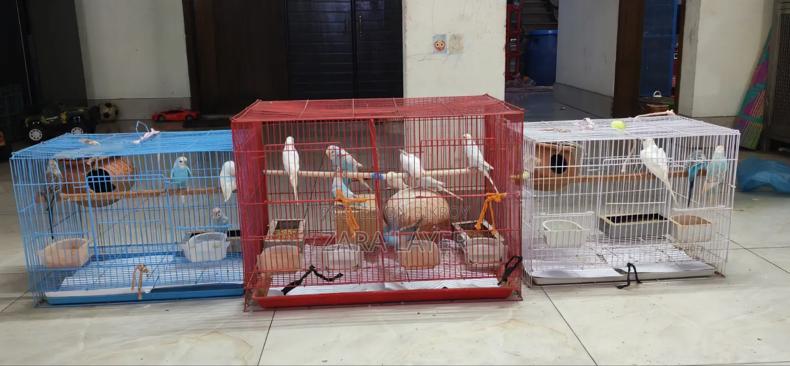 Budgerigar Birds