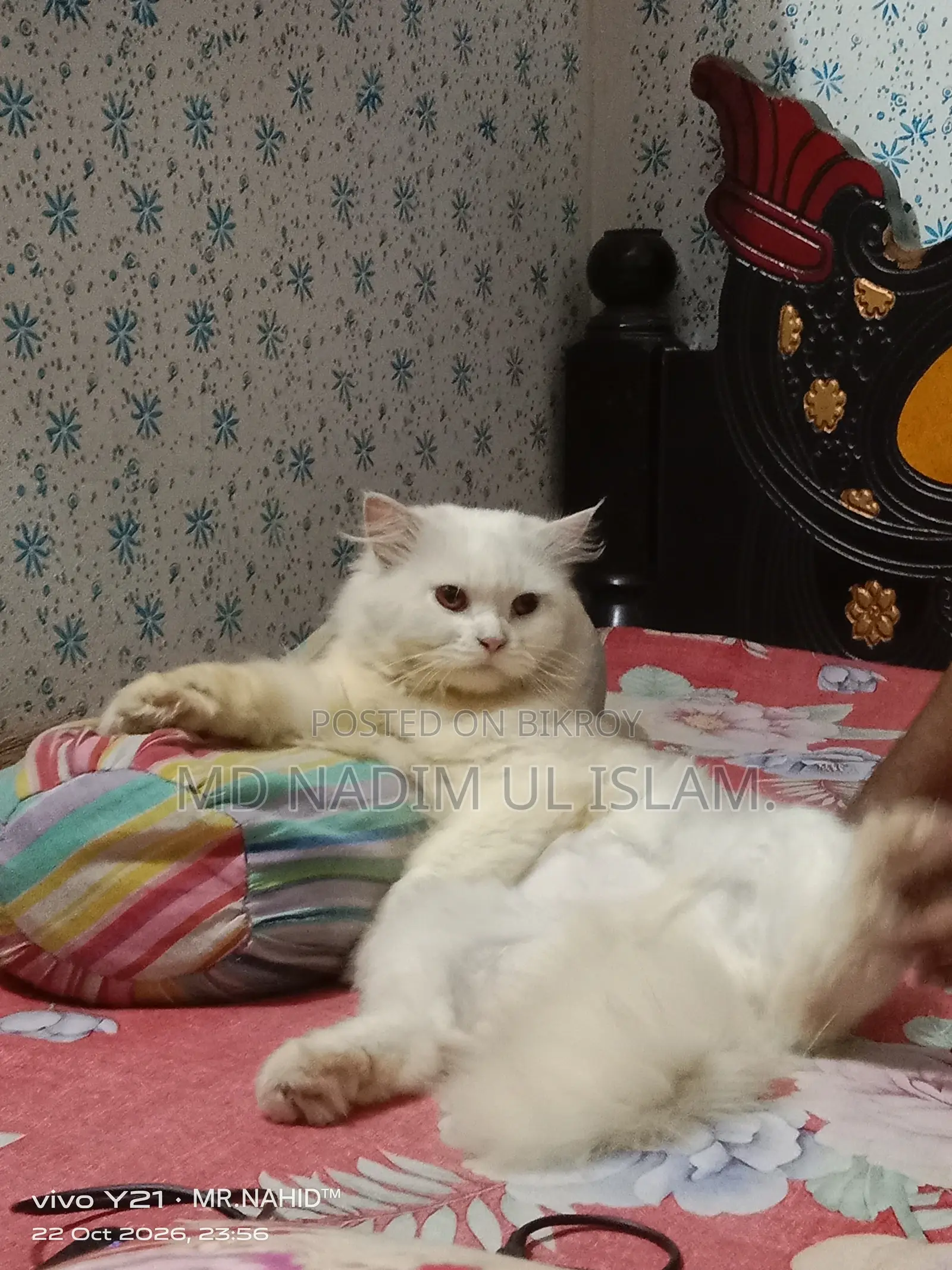 1+ year Male Purebred Persian