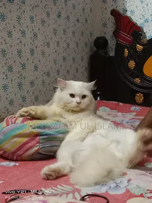 1+ year Male Purebred Persian