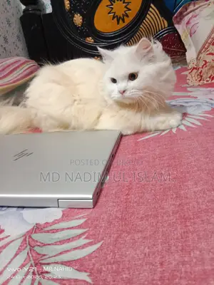 1+ year Male Purebred Persian