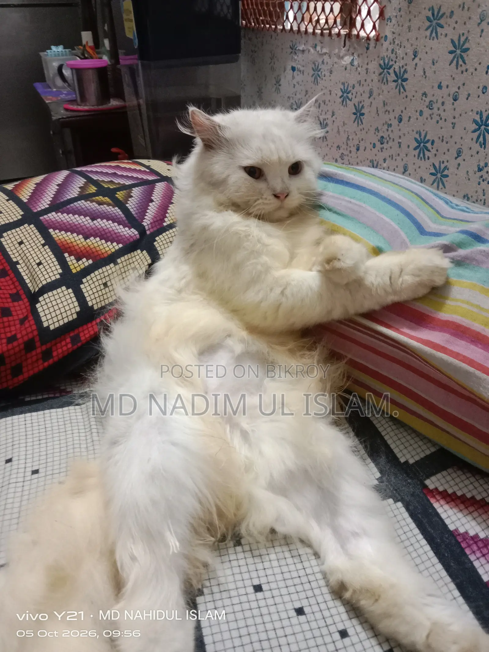1+ year Male Purebred Persian