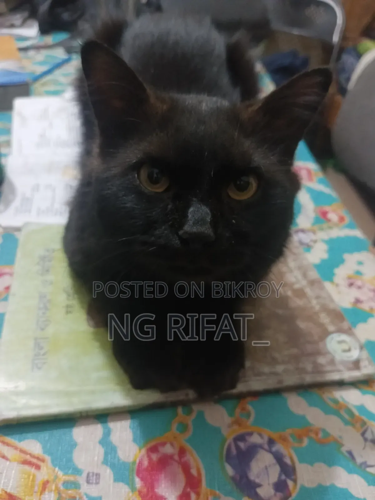 ৬-১২ মাস বয়সী পুরুষ খাঁটি পার্সিয়ান