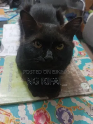 ৬-১২ মাস বয়সী পুরুষ খাঁটি পার্সিয়ান