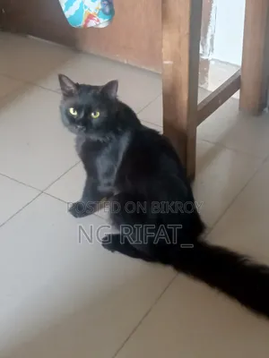 ৬-১২ মাস বয়সী পুরুষ খাঁটি পার্সিয়ান