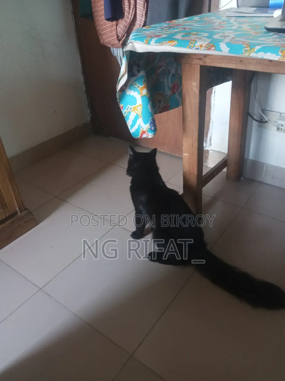 ৬-১২ মাস বয়সী পুরুষ খাঁটি পার্সিয়ান