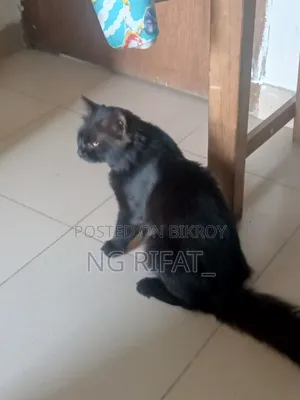৬-১২ মাস বয়সী পুরুষ খাঁটি পার্সিয়ান