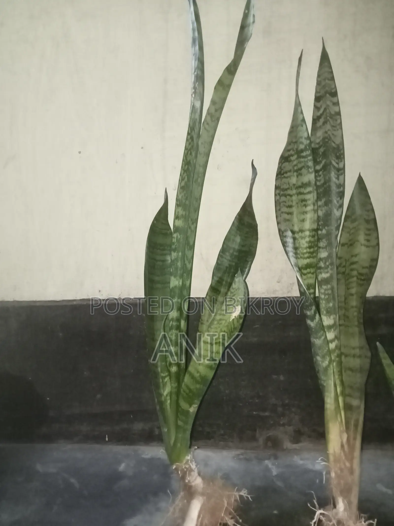 বড় স্নেক প্ল্যান্ট