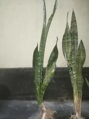 বড় স্নেক প্ল্যান্ট