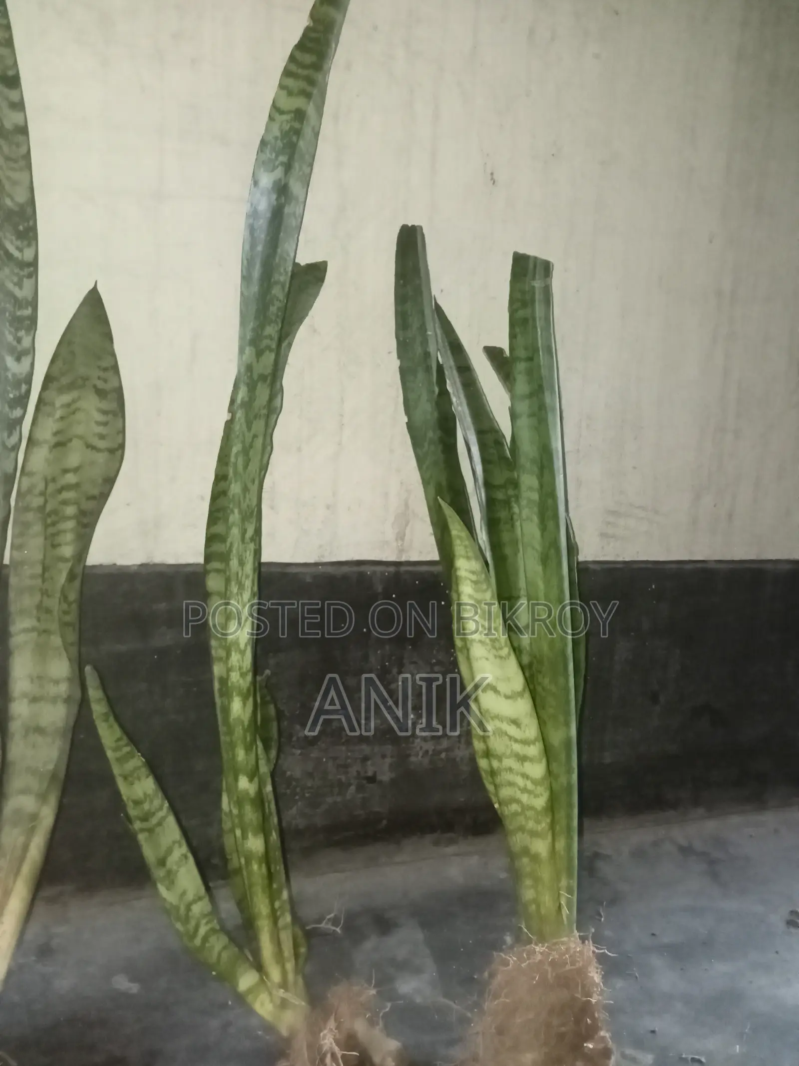 বড় স্নেক প্ল্যান্ট