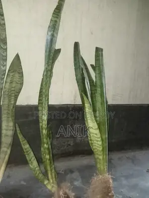 বড় স্নেক প্ল্যান্ট