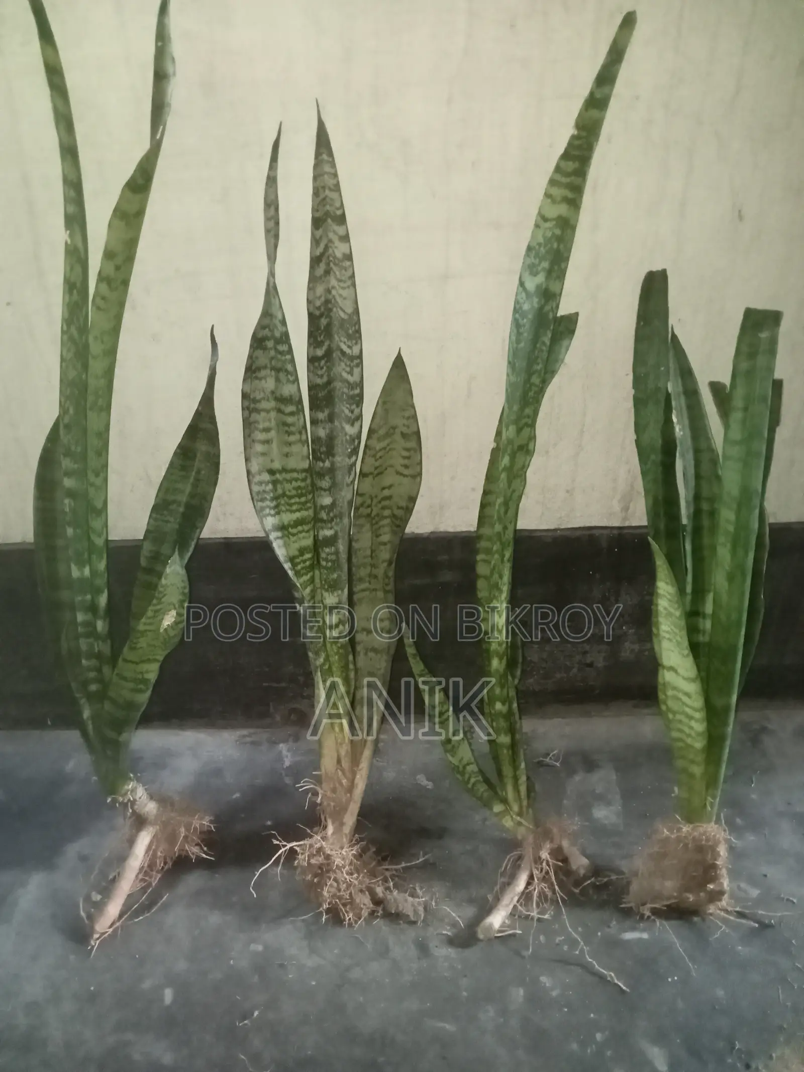 বড় স্নেক প্ল্যান্ট