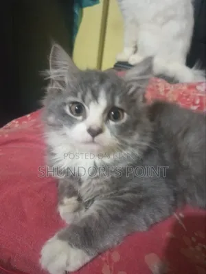 1-3 months Male Purebred Persian