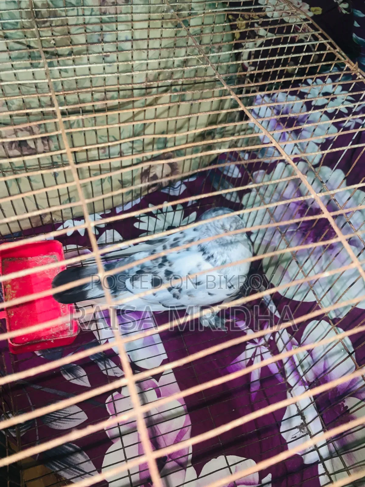 I have the Shirazi Monster breed pigeon, Thailand pigeon