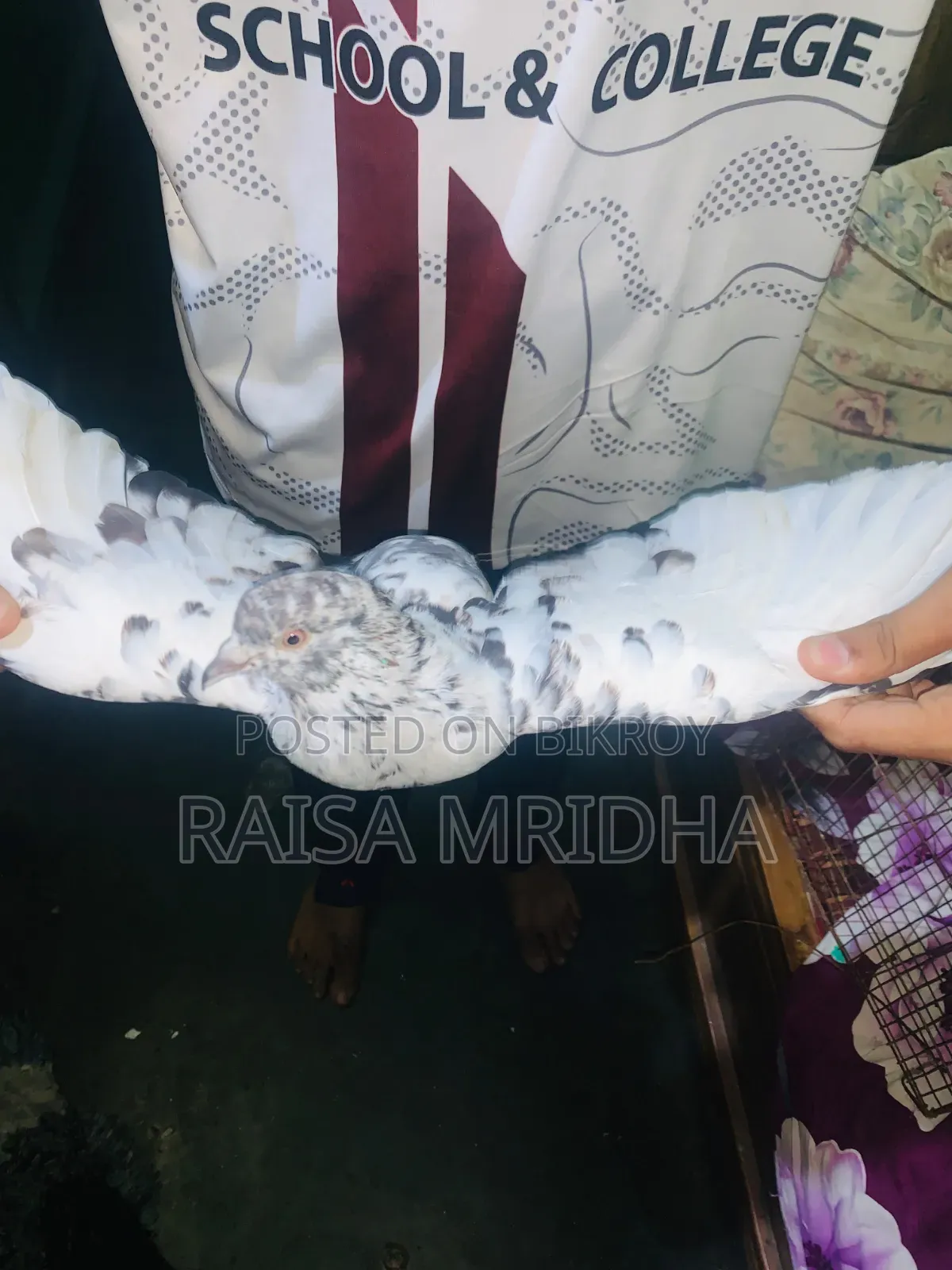 I have the Shirazi Monster breed pigeon, Thailand pigeon