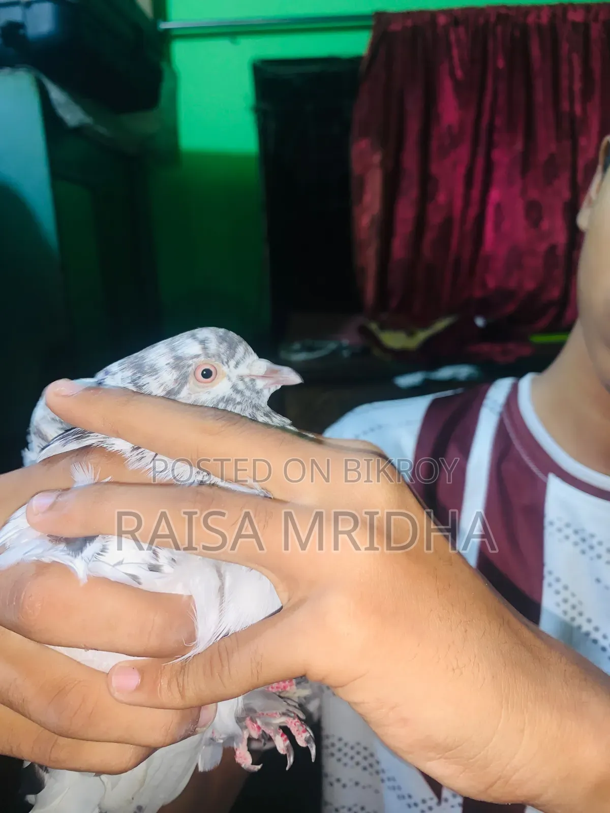I have the Shirazi Monster breed pigeon, Thailand pigeon