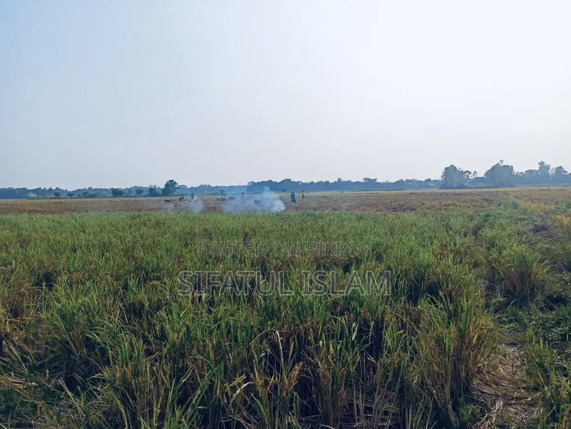 মশদগাঁও , লৌহজং থানা, ঢাকা-মাওয়া। জমি বিক্রি হবে।