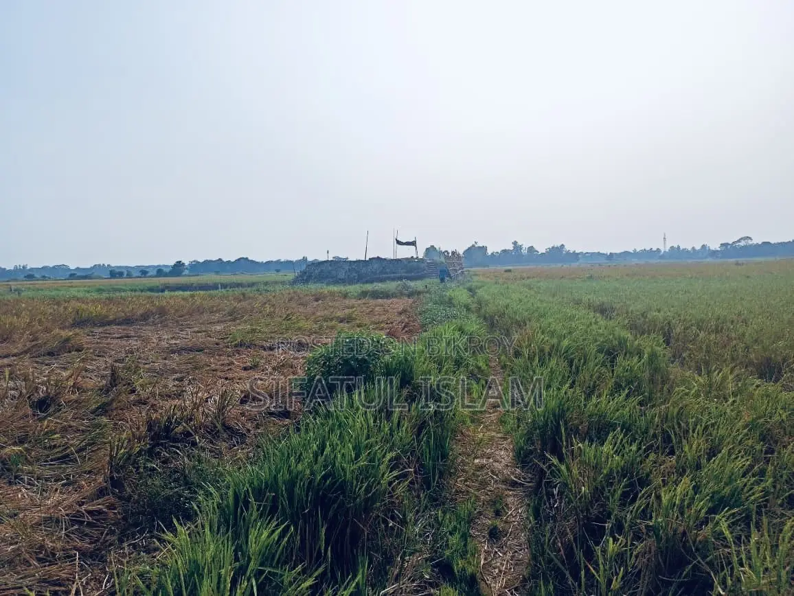 মশদগাঁও , লৌহজং থানা, ঢাকা-মাওয়া। জমি বিক্রি হবে।
