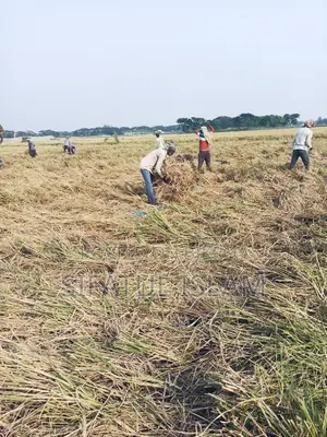 মশদগাঁও , লৌহজং থানা, ঢাকা-মাওয়া। জমি বিক্রি হবে।
