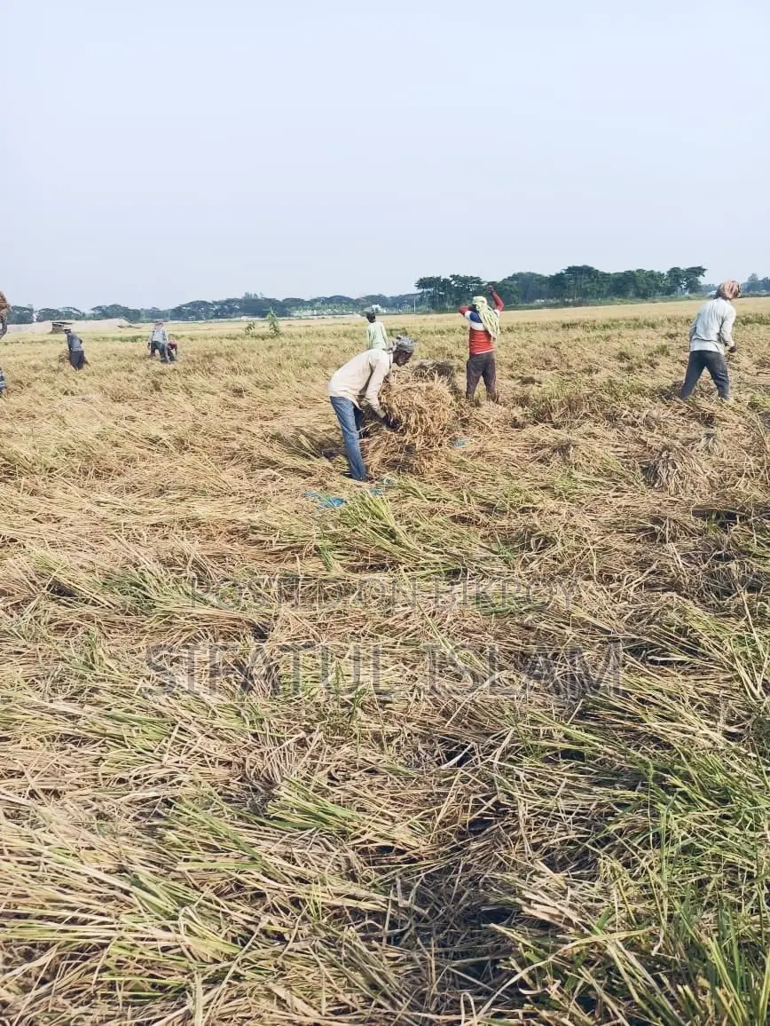 মশদগাঁও , লৌহজং থানা, ঢাকা-মাওয়া। জমি বিক্রি হবে।