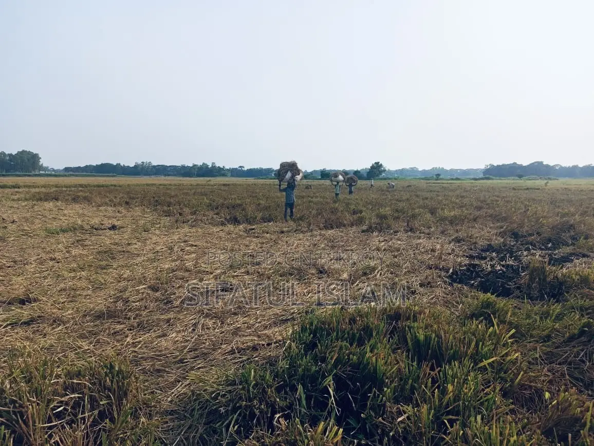 মশদগাঁও , লৌহজং থানা, ঢাকা-মাওয়া। জমি বিক্রি হবে।