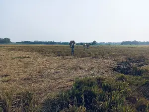 মশদগাঁও , লৌহজং থানা, ঢাকা-মাওয়া। জমি বিক্রি হবে।