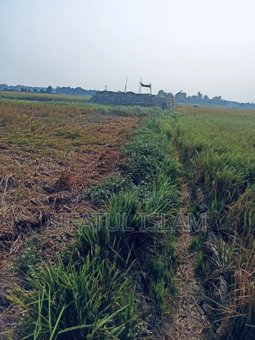 মশদগাঁও , লৌহজং থানা, ঢাকা-মাওয়া। জমি বিক্রি হবে।