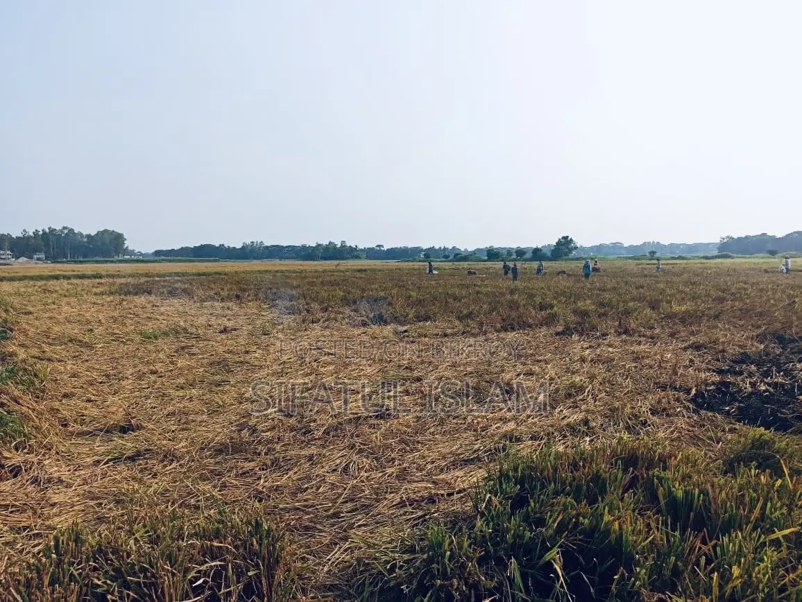 মশদগাঁও , লৌহজং থানা, ঢাকা-মাওয়া। জমি বিক্রি হবে।