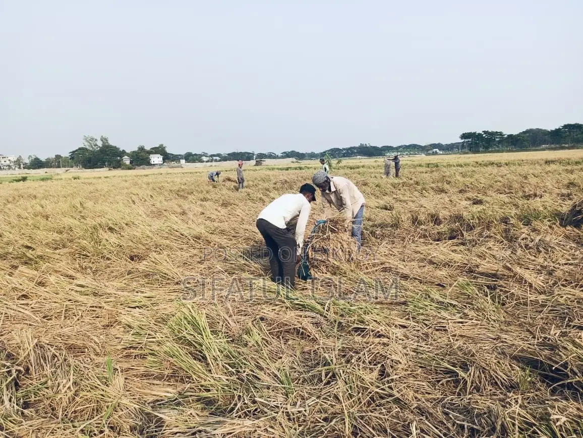 মশদগাঁও , লৌহজং থানা, ঢাকা-মাওয়া। জমি বিক্রি হবে।