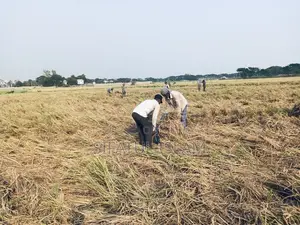 মশদগাঁও , লৌহজং থানা, ঢাকা-মাওয়া। জমি বিক্রি হবে।