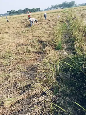 মশদগাঁও , লৌহজং থানা, ঢাকা-মাওয়া। জমি বিক্রি হবে।