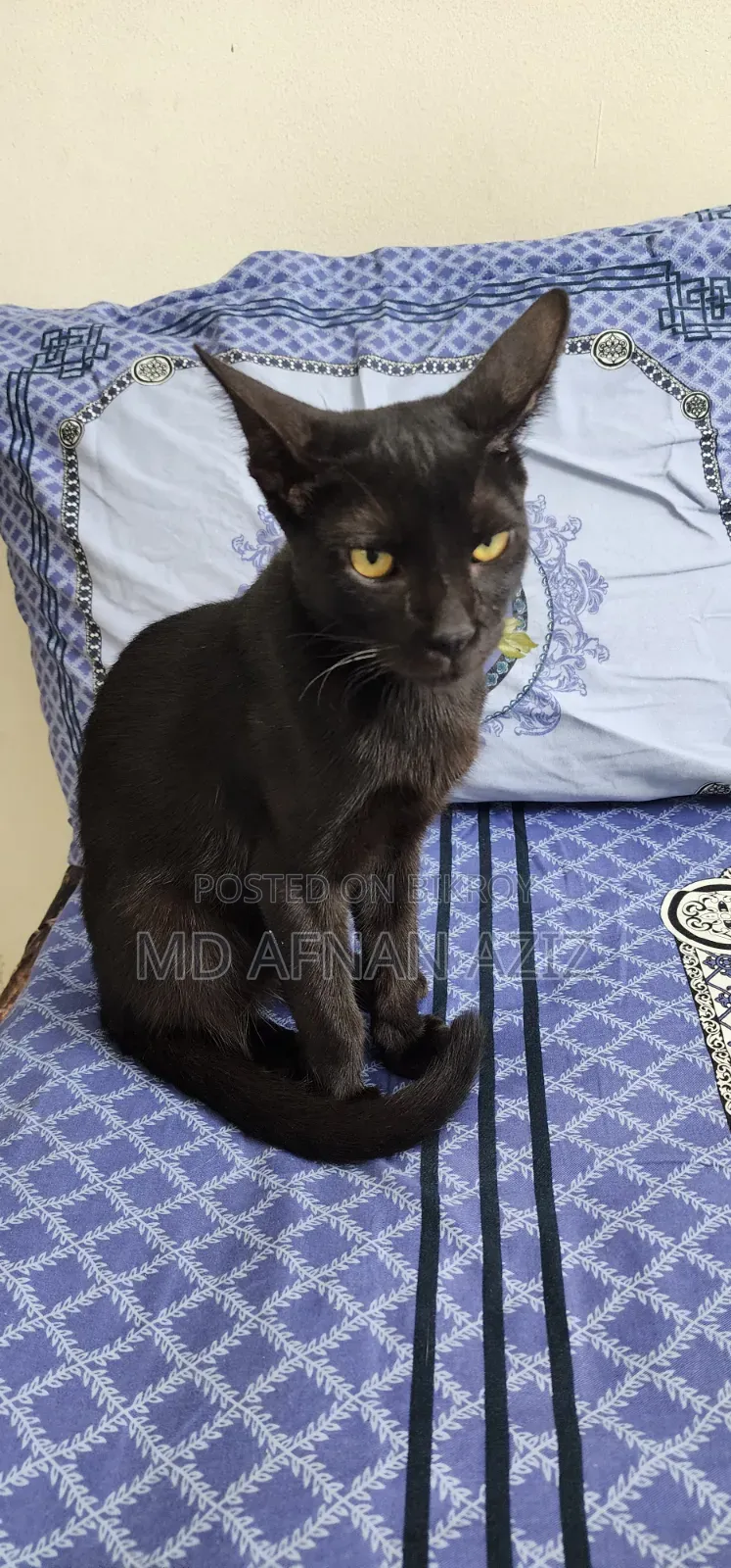 3-6 months Male Mixed Breed Bengal