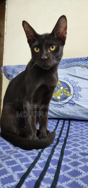 3-6 months Male Mixed Breed Bengal