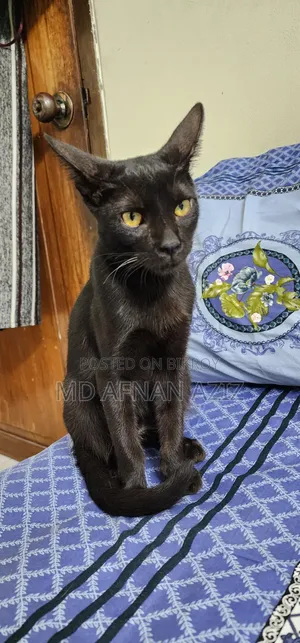 3-6 months Male Mixed Breed Bengal