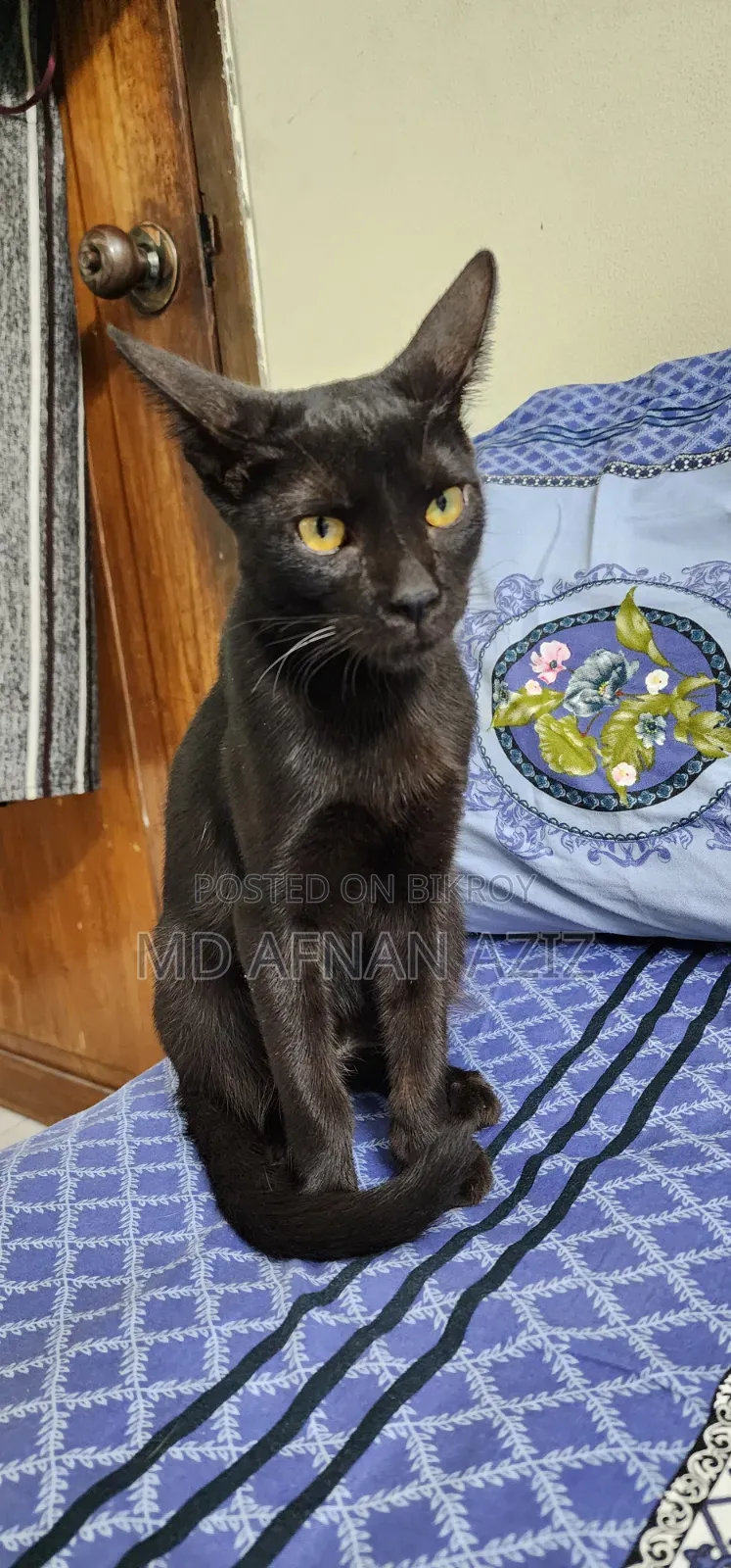 3-6 months Male Mixed Breed Bengal