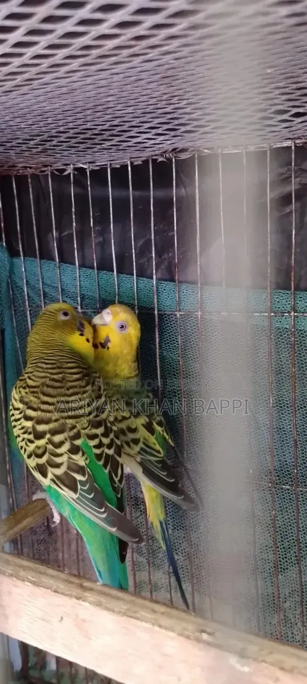 Will sell birds