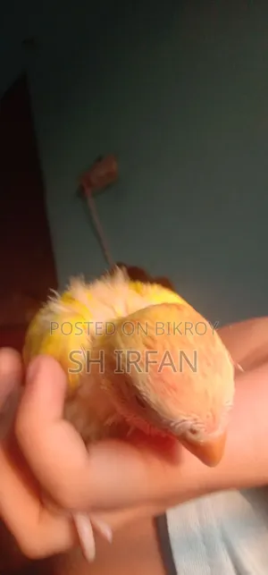 লাভ বার্ড বিক্রয় করা হবে