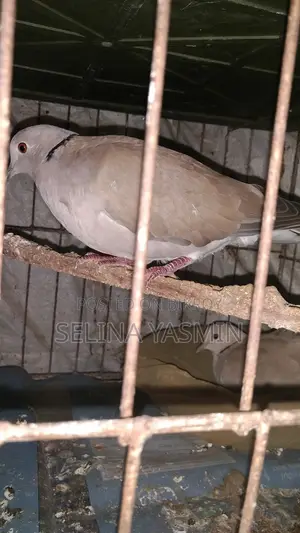 Australian Dove Handover