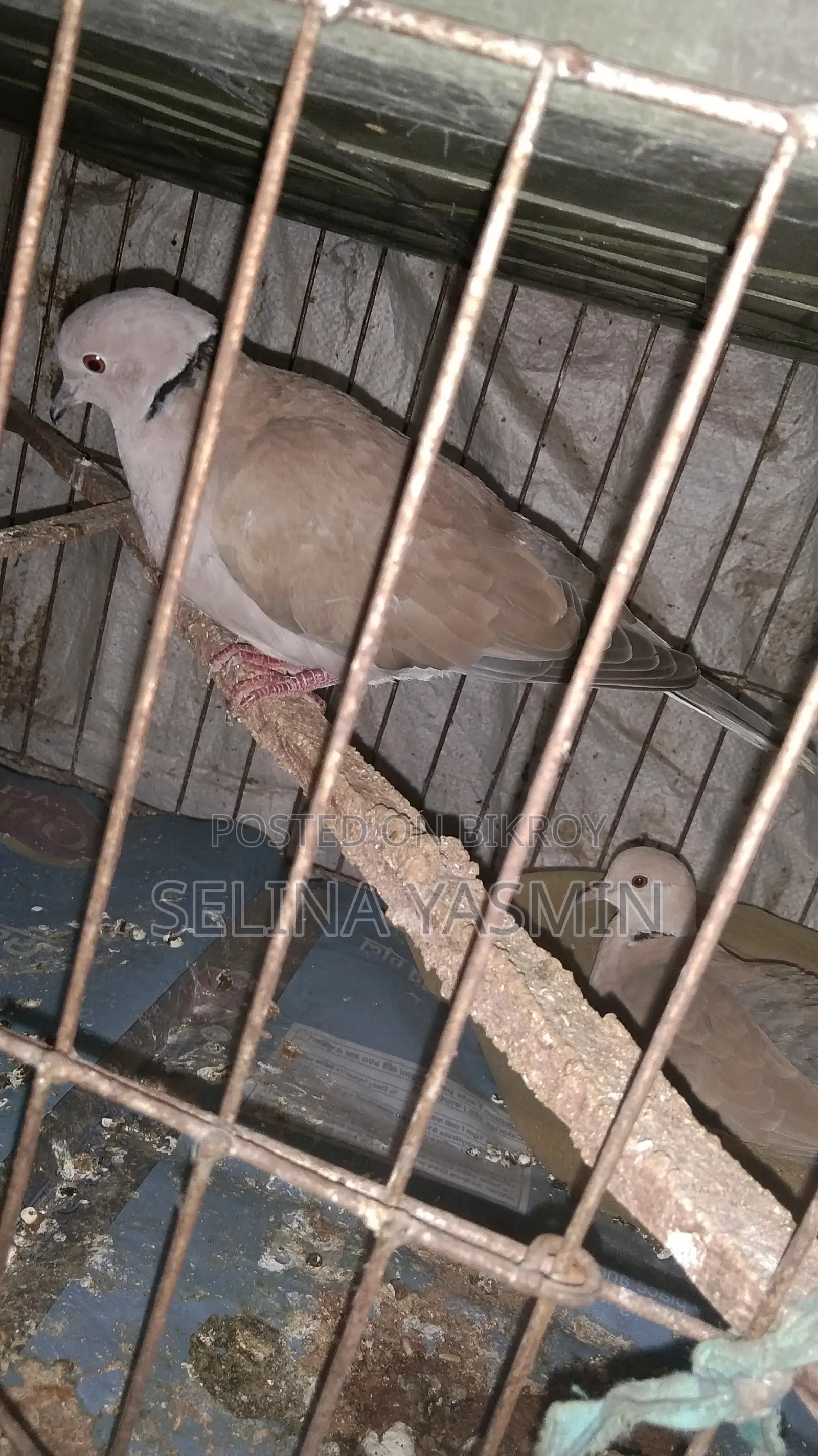Australian Dove Handover