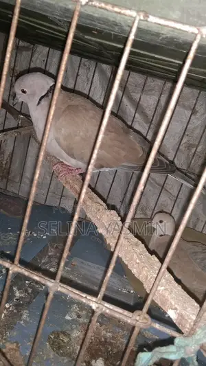 Australian Dove Handover