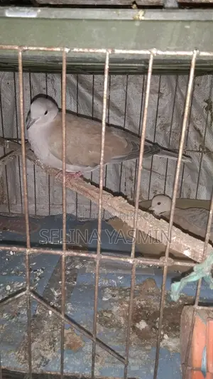 Australian Dove Handover