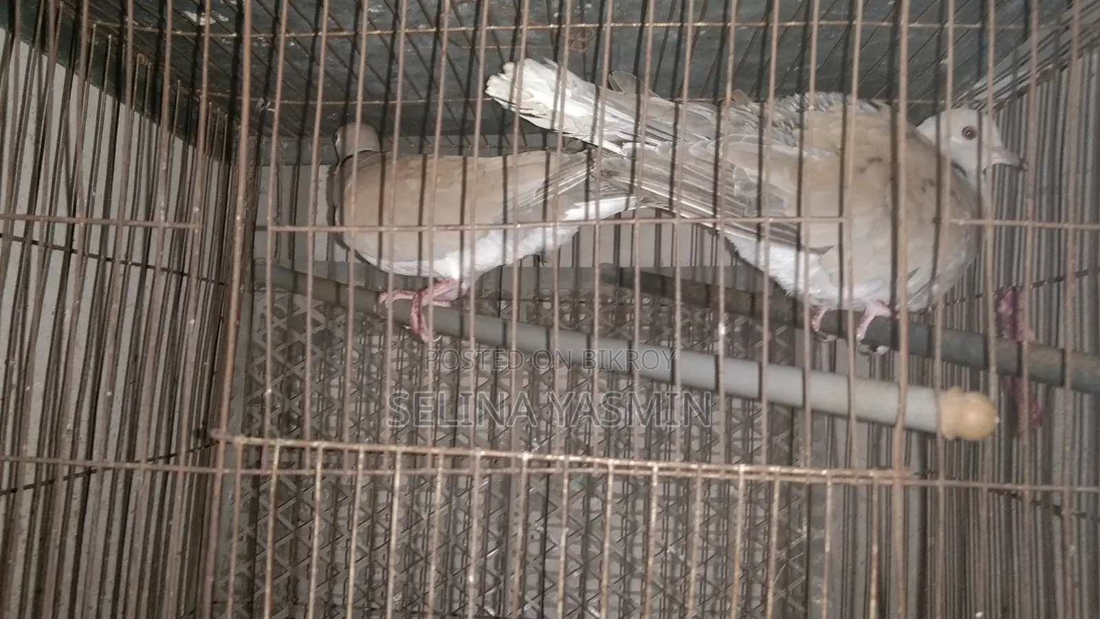 Australian Dove Handover
