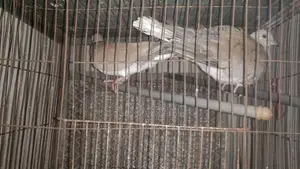 Australian Dove Handover